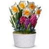 From You Flowers - Deluxe Daffodil Sunshine Bulb Garden for Birthday, Anniversary, Get Well, Congratulations, Thank You