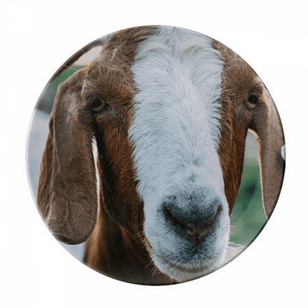 

m Sheep Animal Photography Plate Decorative Porcelain Salver Tableware Dinner Dish
