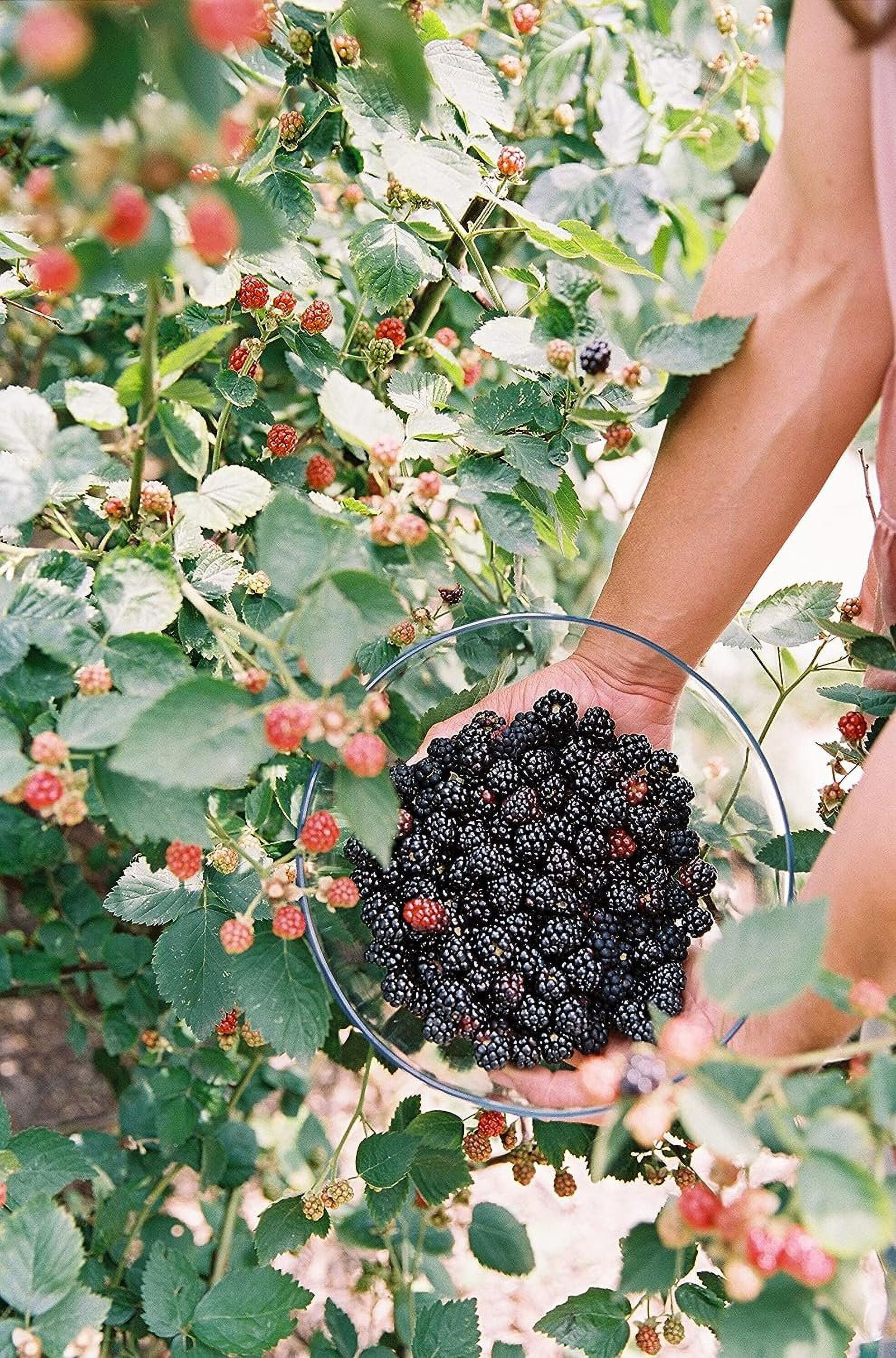 Ahpahchee BlackBerry Plant - Live Plant in a 2 Inch Pot - Rubus - Fruit Trees for The Patio and Garden