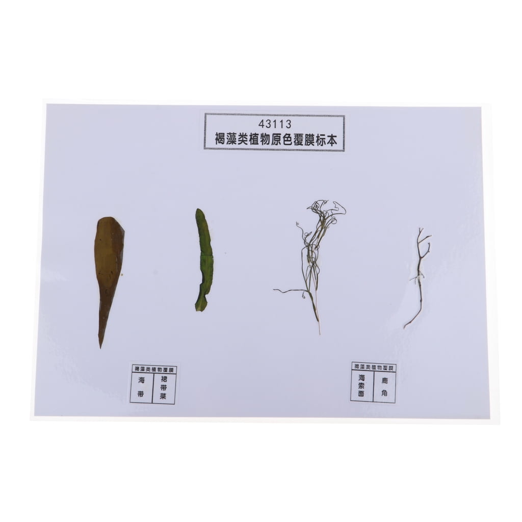 4 Pieces Sea Plant Specimen Biology Model School Educational Aid toy