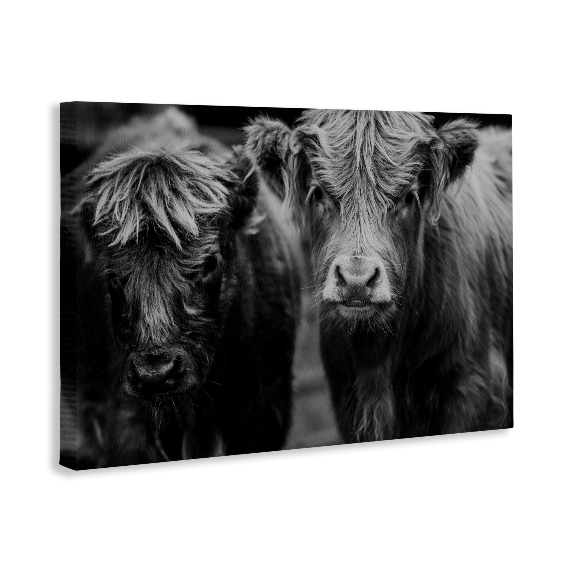 Cow Faces on Farm Canvas Wall Art, design by Amy Carroll