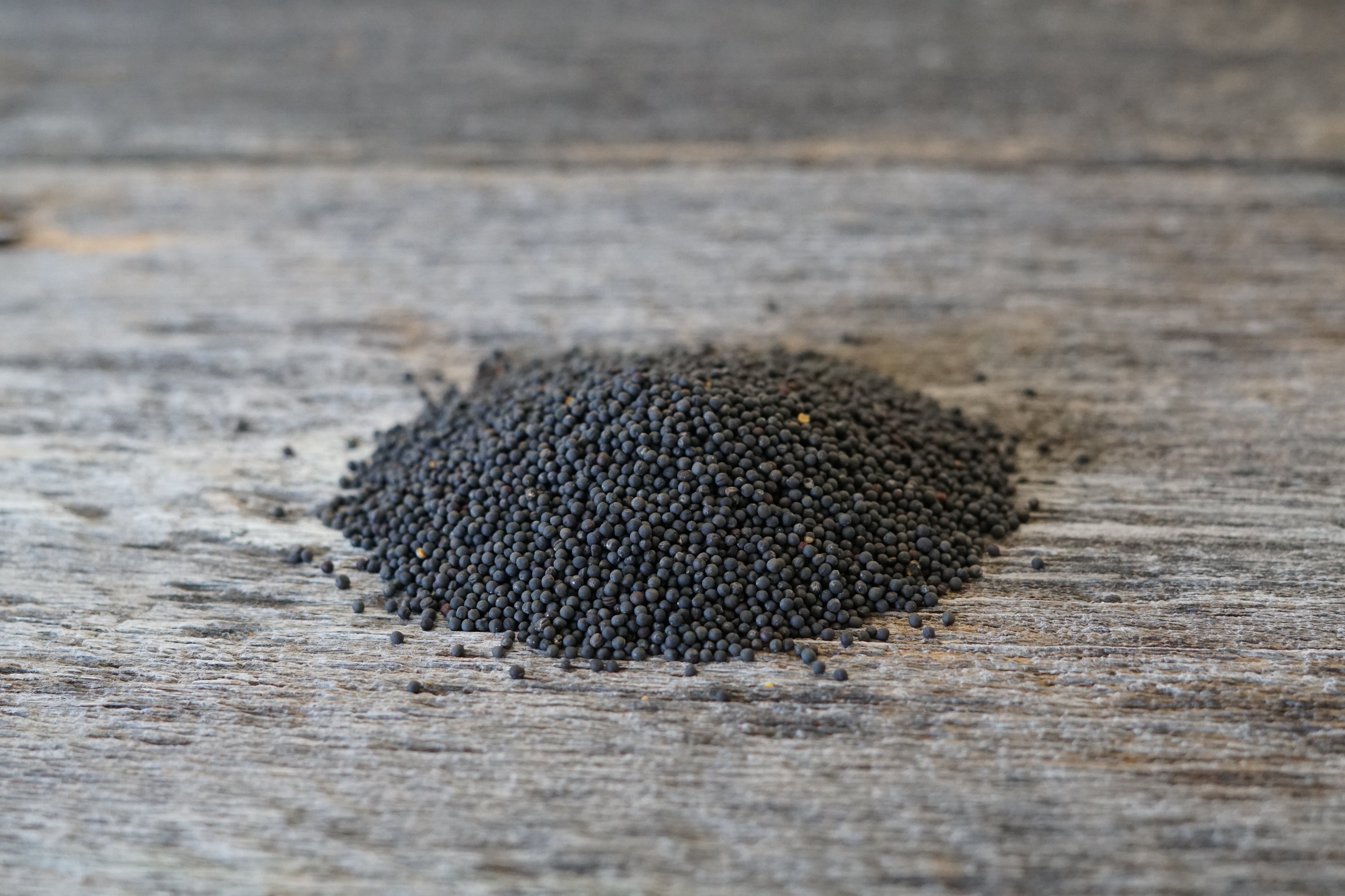 Hale Habitat & Seed Kale Food Plot Seed, 5 lbs