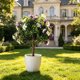thumbnail image 1 of Orchid Ground Planting Simulation Green Home Decoration Indoor Decoration With Ground Nail Flower Arrangement, 1 of 8