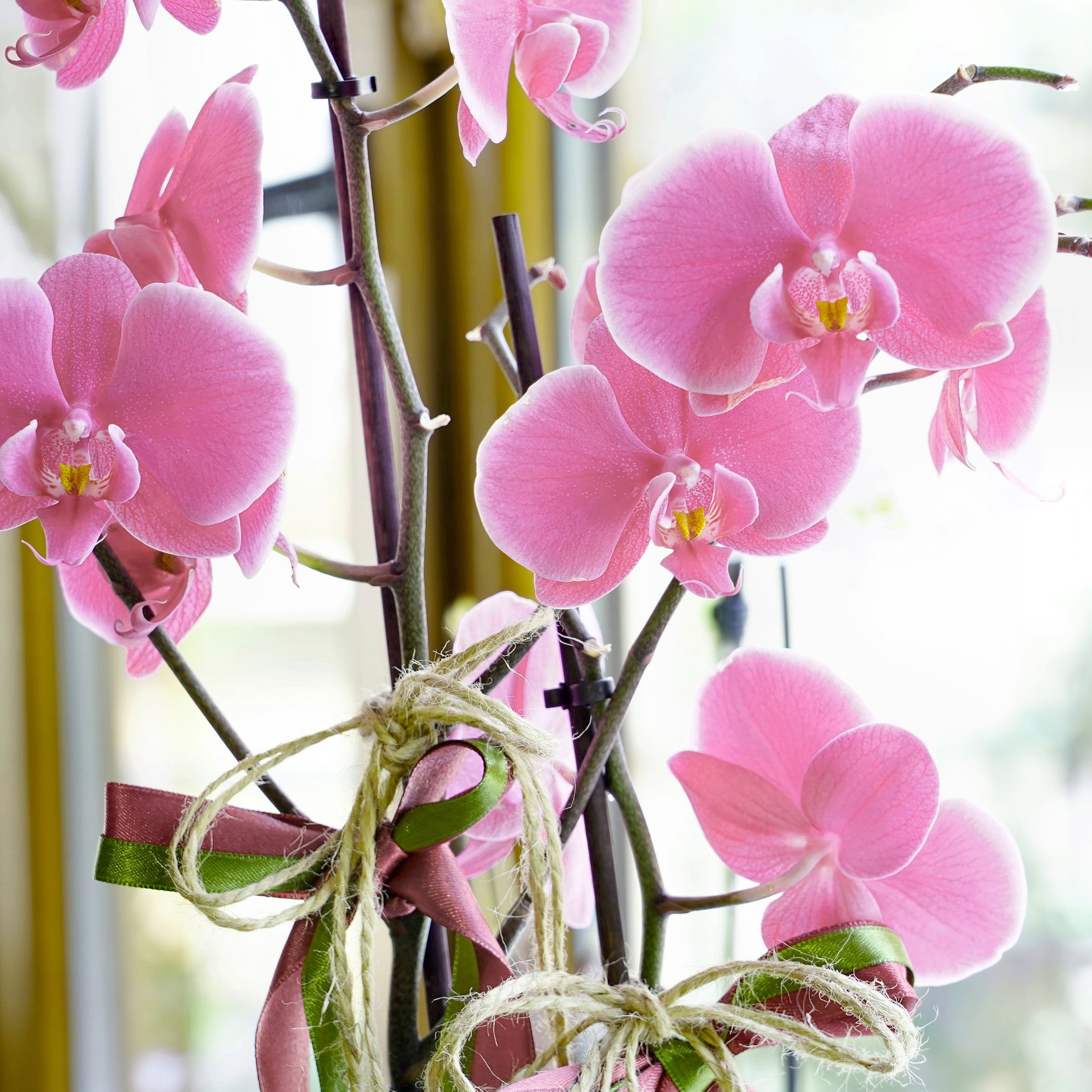 5 in. Superior Multi-Stem Blushing Pink Phalaenopsis Orchid in Luxe Designer Ceramic Planter