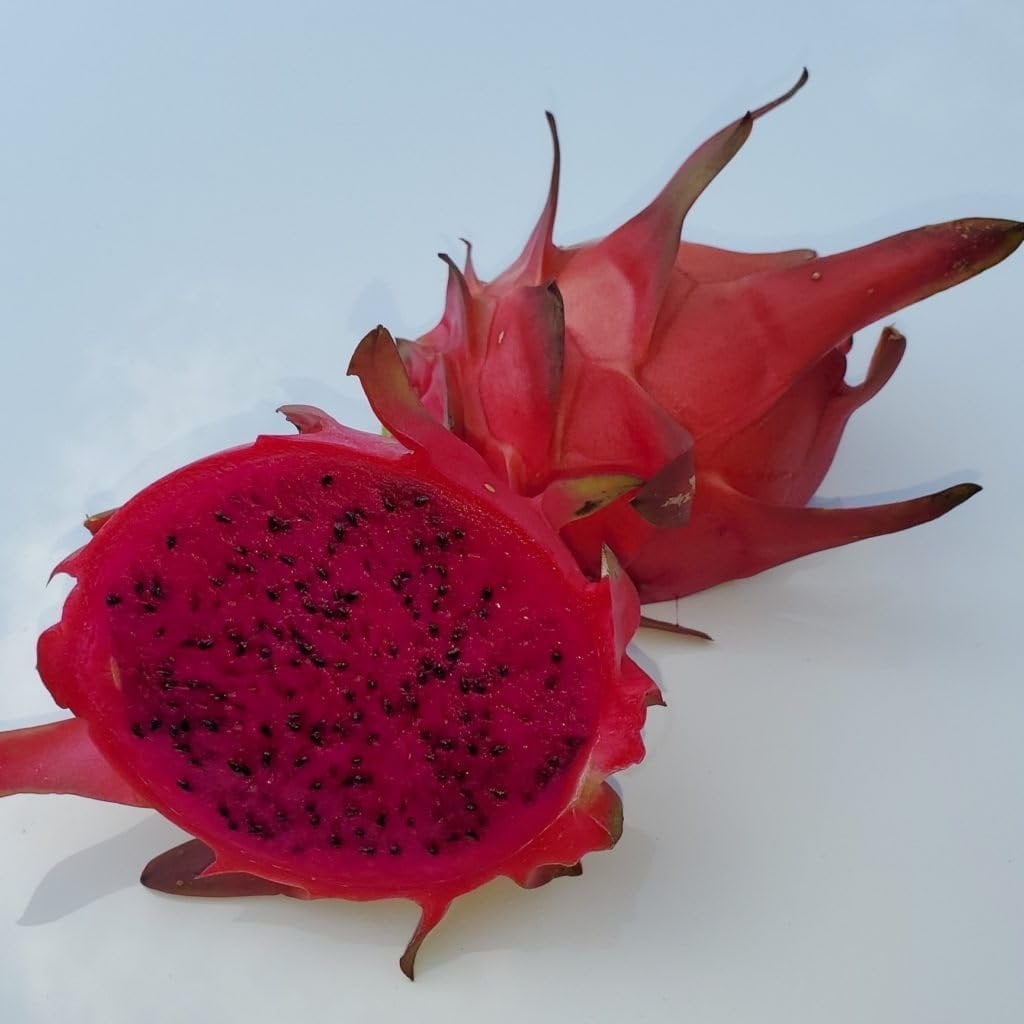 Edgar's Baby Dragon Fruit Tree - 4 Live Starter Plants - Hylocereous Undatus - Edible Tropical Fruit Plant from Florida