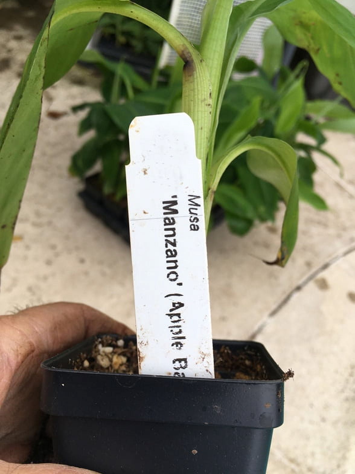 Manzano Apple Banana Plant - Live Plant