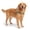 Khaki, variant on Borikise Dog Friendly Co Harness, No Pull Adjustable Chest Strap With Secure Fit, Easy Walk Harness For Daily Training And Outdoor Activities