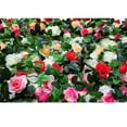 thumbnail image 3 of Billuyoard Guirnalda de vid de rosas artificiales de 24 cabezas, decoración Folar para fiesta de boda, tela de seda Flores artificiales champán, 3 of 6
