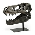 thumbnail image 2 of Mercana Lagrane Metal Replica Dinosaur Tyrannosaurus Black/Brass T-Rex Skull, 2 of 9