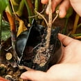 thumbnail image 4 of Dinheiro 15 Piezas Caja de Enraizamiento de Plantas Bola de Propagación, Caja de Injerto Bola de Propagación de Alta Presión Dispositivo de Enraizamiento de Plantas (l+m+s, Negro), 4 of 5