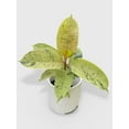 thumbnail image 2 of Ficus Elastica Shivereana "Moonshine" - Live Air-Purifying Indoor Plant in Nursery Pot – Easy Care, Low Maintenance Houseplant for Home & Office Decor, Natural Air Cleaner, Best for Beginners (6"Pot), 2 of 11