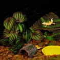 thumbnail image 3 of Decoración de plantas artificiales para tanque de reptiles, camaleón, lagarto, rana arborícola, tortuga, accesorio de terrario, plataforma para tomar el sol con ventosa, 3 of 8