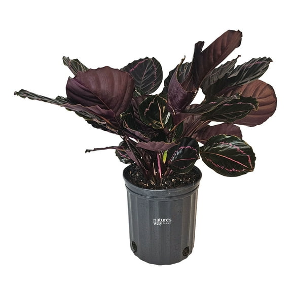 Nature’s Way Farms Calathea Dottie Indoor Live Plant (25-30in Tall) in Grower Pot