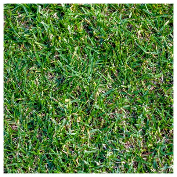 Buffalo Grass Seed