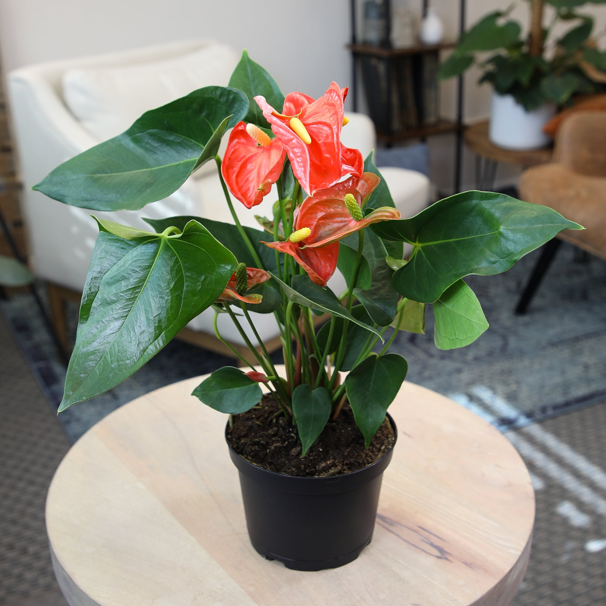 Altman Plants Orange Anthurium, 14-18" Tall Flamingo Flower, Air Purifying Easy Houseplant