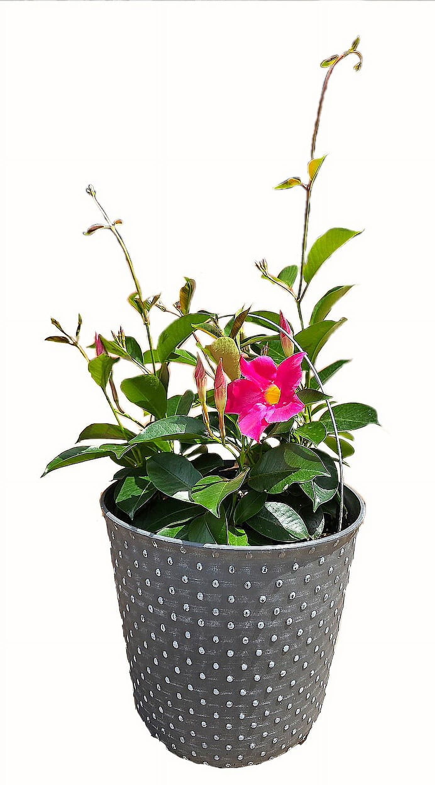 9IN MANDEVILLA