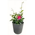 thumbnail image 1 of 9po Mandeville - Plante Vivante en pot de 9po (Article Unique), 1 of 1