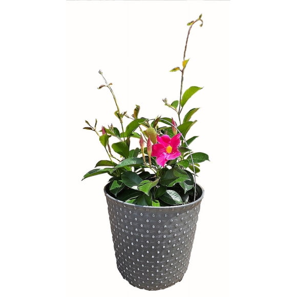 9po Mandeville - Plante Vivante en Pot de 9po (Article Unique)