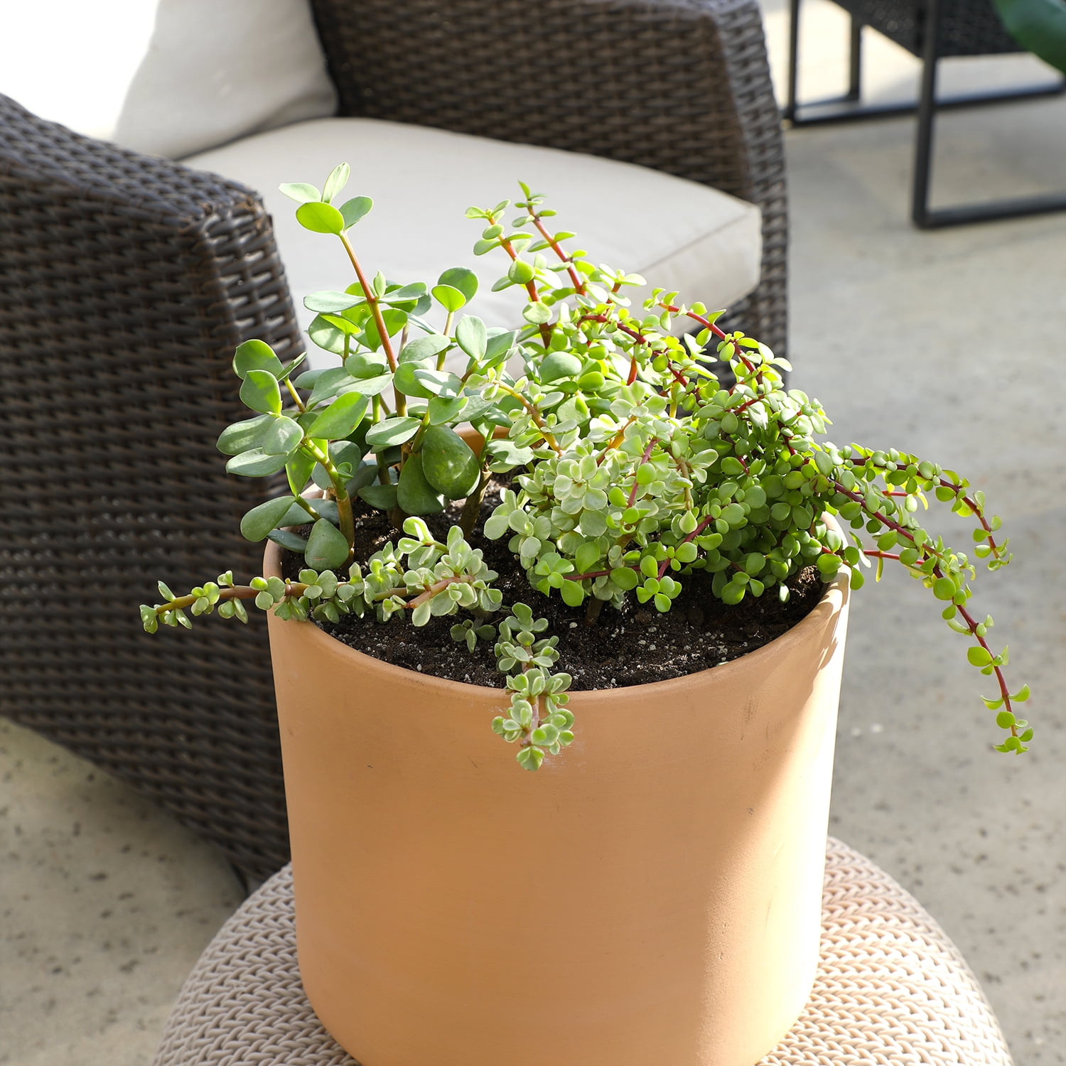 Element by Altman Plants Elephant Bush Succulents 4-Pack - Portulacaria - Full Sun - 1-Quart Pots