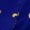 F72Q, variant on Royal Fleur De Lys Blue Loose Dress Evening Dress Summer Dresses for Women Luxury Dress Long Sleeved Dress
