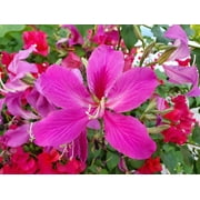 10 Orchid Tree Seeds for Planting Butterfly Tree Bauhinia purpurea