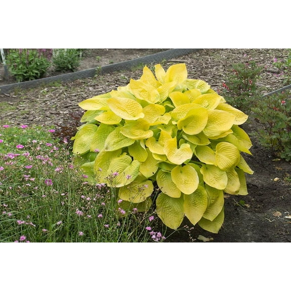 3 Glad Tidings Bareroot Hosta