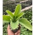 thumbnail image 5 of Kalanchoe Daigremontiana 'Mother of Thousands' Succulent Live Plant 2 Inch for Indoor Outdoor Home Office Garden Decor, 5 of 6