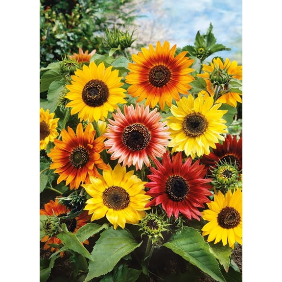 Autumn Beauty Sunflower Tall Branching Stem 50 Non-GMO, Heirloom Seeds