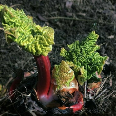 Rhubarb, Victoria Seeds (Rheum rhabarbarum) 25 Seeds (0.5 grams)