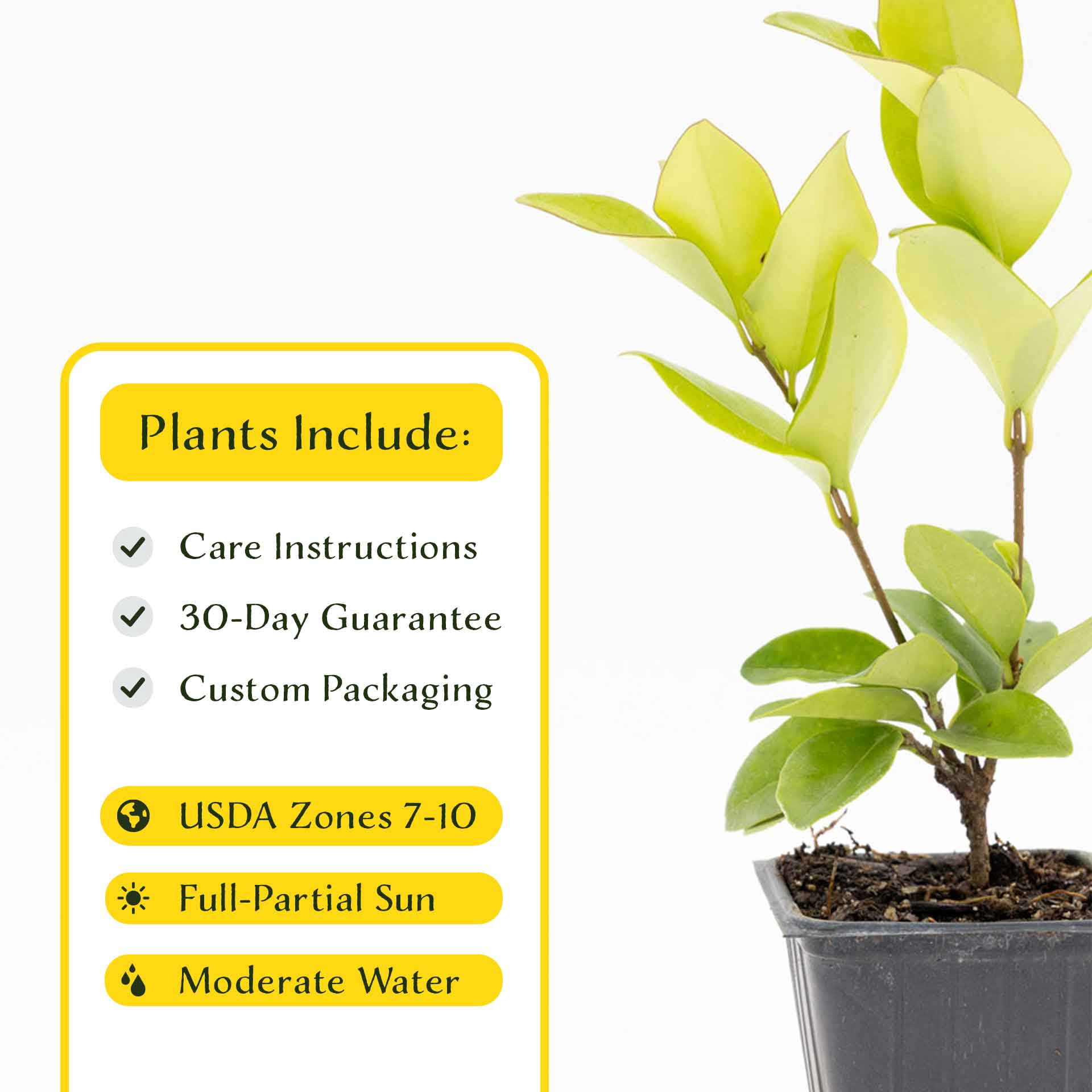 2 Waxleaf Privet Plants in 3.5” Cubes | Live Evergreen Shrub with Dense Glossy Foliage | Fast-Growing Perennial Hedge for Privacy Screens, Landscaping, & Containers (Ligustrum japonicum ‘Texanum’)