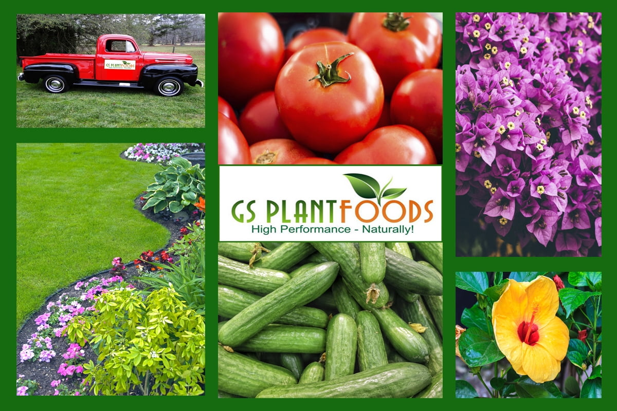 Roberta’s Flower Magic Plant Food M7503 Best Flower Site