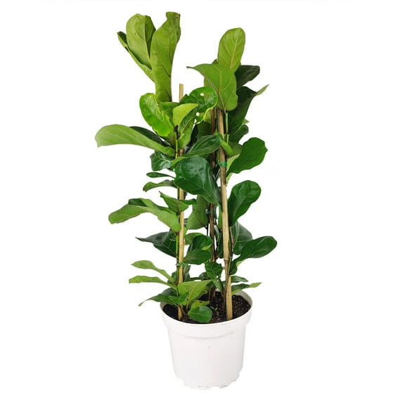 Ficus Lyrata - Fiddle Leaf Fig (6"  Grower Pot) - Air-purifying Houseplant for Home and Office Decoration - Indoor Easy to Care Houseplant