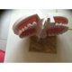 thumbnail image 5 of Modelo de demostración dental. JM, 5 of 5