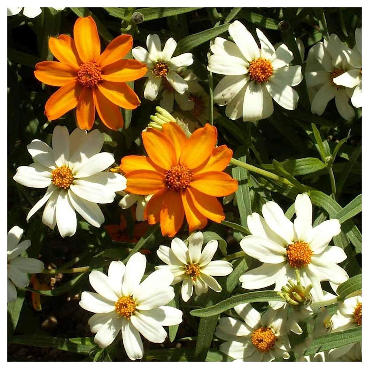 Everwilde Farms - 1 oz Classic Zinnia Garden Flower Seeds - Gold Vault Bulk Seed Packet