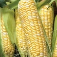 thumbnail image 4 of Ferry-Morse 6G Corn Jackpot Hybrid Annual Vegetable Seeds, Full Sun, 4 of 11