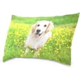 thumbnail image 2 of Beautiful Golden Retriever Dog Velvet Oblong Lumbar Plush Throw Pillow Cover/Shams Cushion Case - 20x36in - Decorative Invisible Zipper Design for Couch Sofa Pillowcase Only, 2 of 7