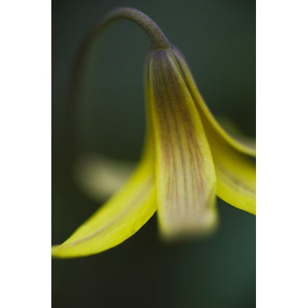 Small Cabasa - Macro detail of a small yellow flower Ontario Canada Stretched Canvas - James Smedley Design Pics (12 x 19)
