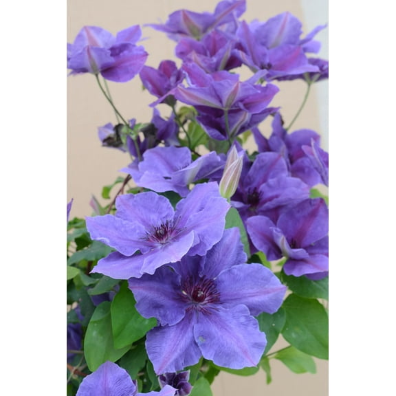 Ravel Clematis Vine Perennial - 2.5" Pot