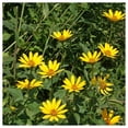 thumbnail image 4 of Everwilde Farms - 1000 Early Sunflower Native Wildflower Seeds - Gold Vault Jumbo Bulk Seed Packet, 4 of 5