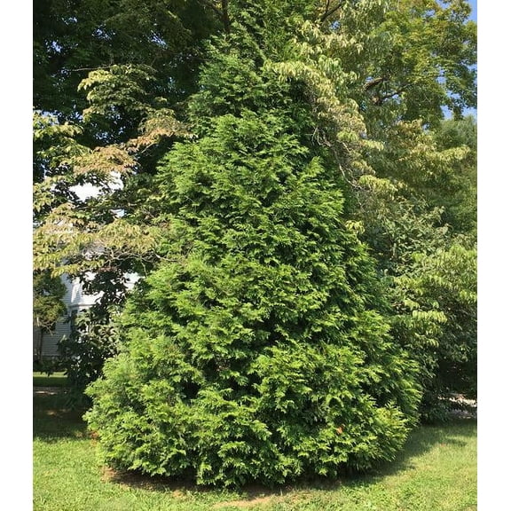 4 Green Giant Arborvitae, 4 separate plants in 2.5 inch Containers 6-14 inches Tall