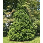 4 Green Giant Arborvitae, 4 separate plants in 2.5 inch Containers 6-14 inches Tall