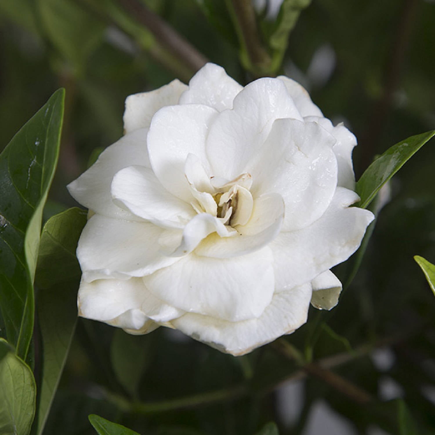 August Beauty Gardenia ( Gallon) White Blooming Evergreen Shrub - Full  Sun Live Outdoor Plant 