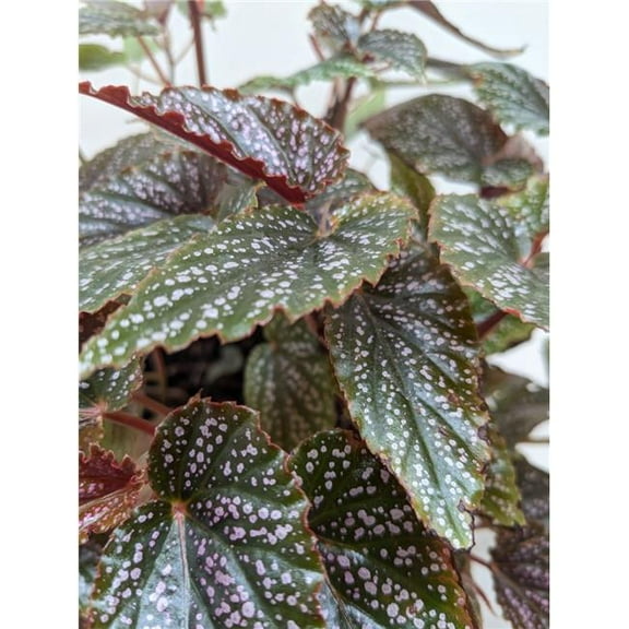 House Plant Dropship 6-BEGONIA-CORALLINA Begonia Corallina Plant