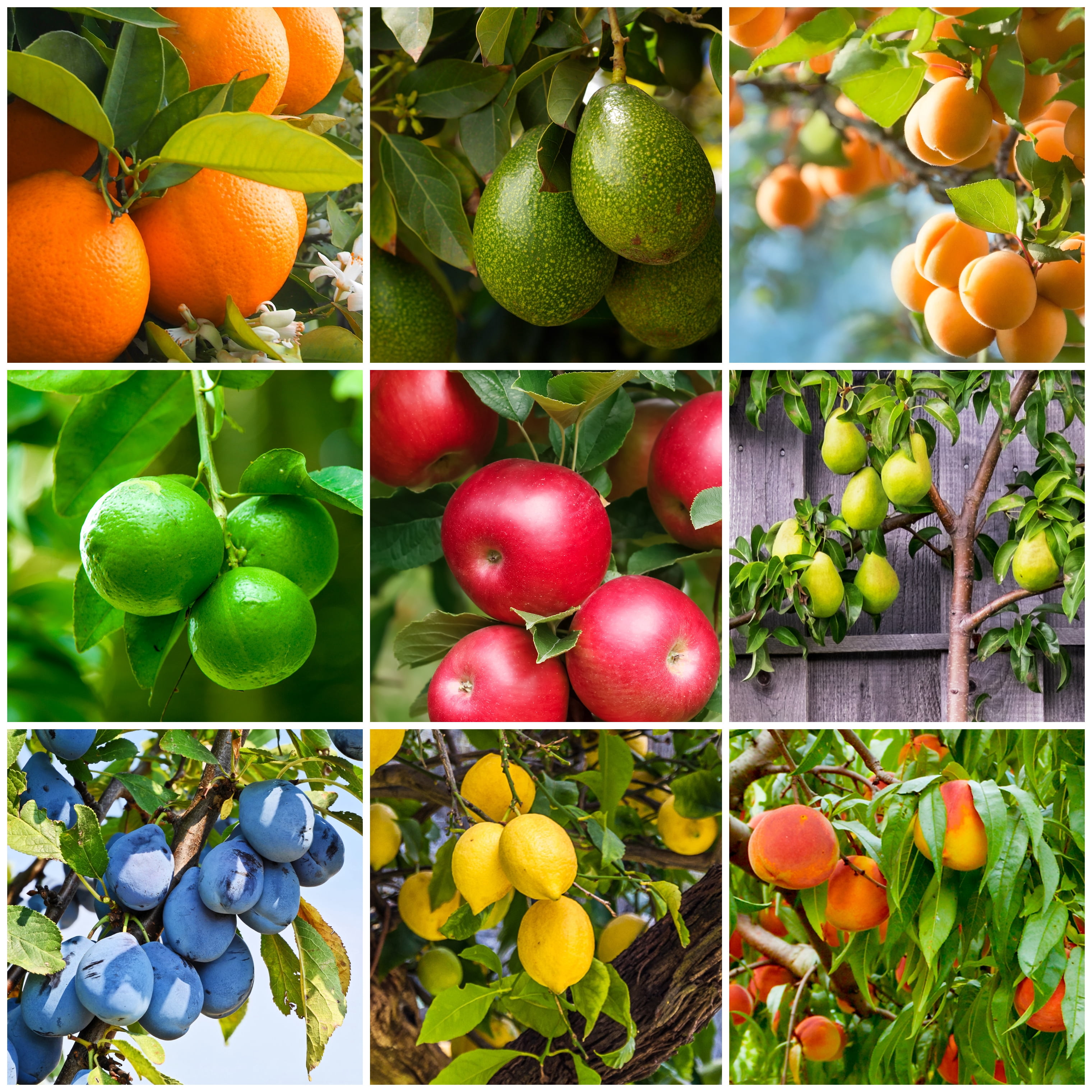 SimplyGro Fertilizer Spikes for Citrus & Fruit Trees & Shrubs - 12 Pack - 3.0 Lbs