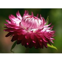 50 PINK DOUBLE STRAWFLOWER Helichrysum Bracteatum Flower Seeds
