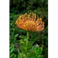 thumbnail image 2 of Engelbrecht, Lisa S. 23x32 White Modern Wood Framed Museum Art Print Titled - Pincushion Flower, 2 of 4