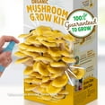 Organic Pearl and Golden Oyster Mushroom Grow Kit - Grow Your Own Mushrooms at Home - 2 Count ...
