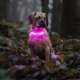 thumbnail image 5 of LaRoo Light Up Dog Collar With Nylon Stickers, Universal Glowing Accessories for Leash Harness, Silicone Waterproof LED Flashing Night Outdoor Safety, 5 of 5