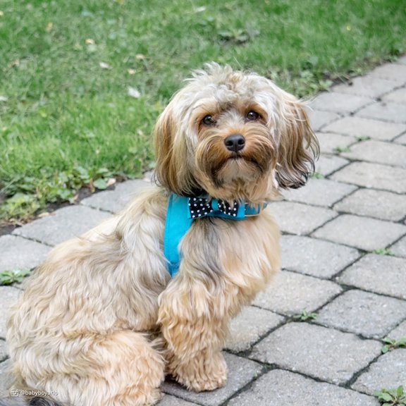 Coastal Pet Accent Microfiber Dog Harness Boho Blue with Polka Dot Bow