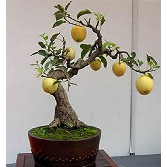 Home Shops USA 8 Pear Tree Bonsai Seeds, Fruit Bearing